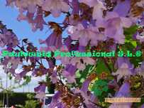 PAULOWNIA Elongata ÁRVORE para jardins, calçadas, avenidas, parques
