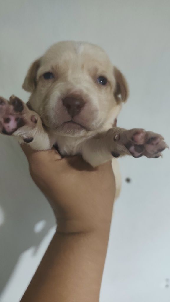 Animais para adoção