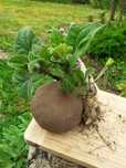 Rizomas de Batata Yacon