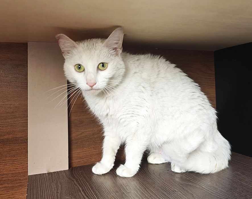 Ніжний котик-подружка красуня Айсі, 1 рік, кішка