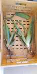 Aloe vera grandes