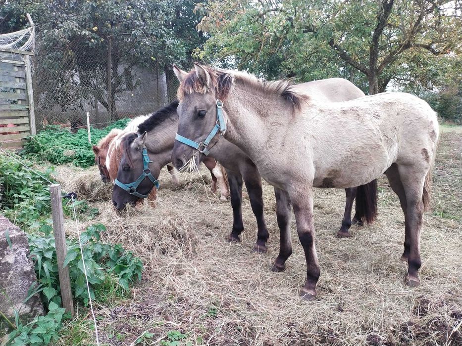 Konik polski ogierek