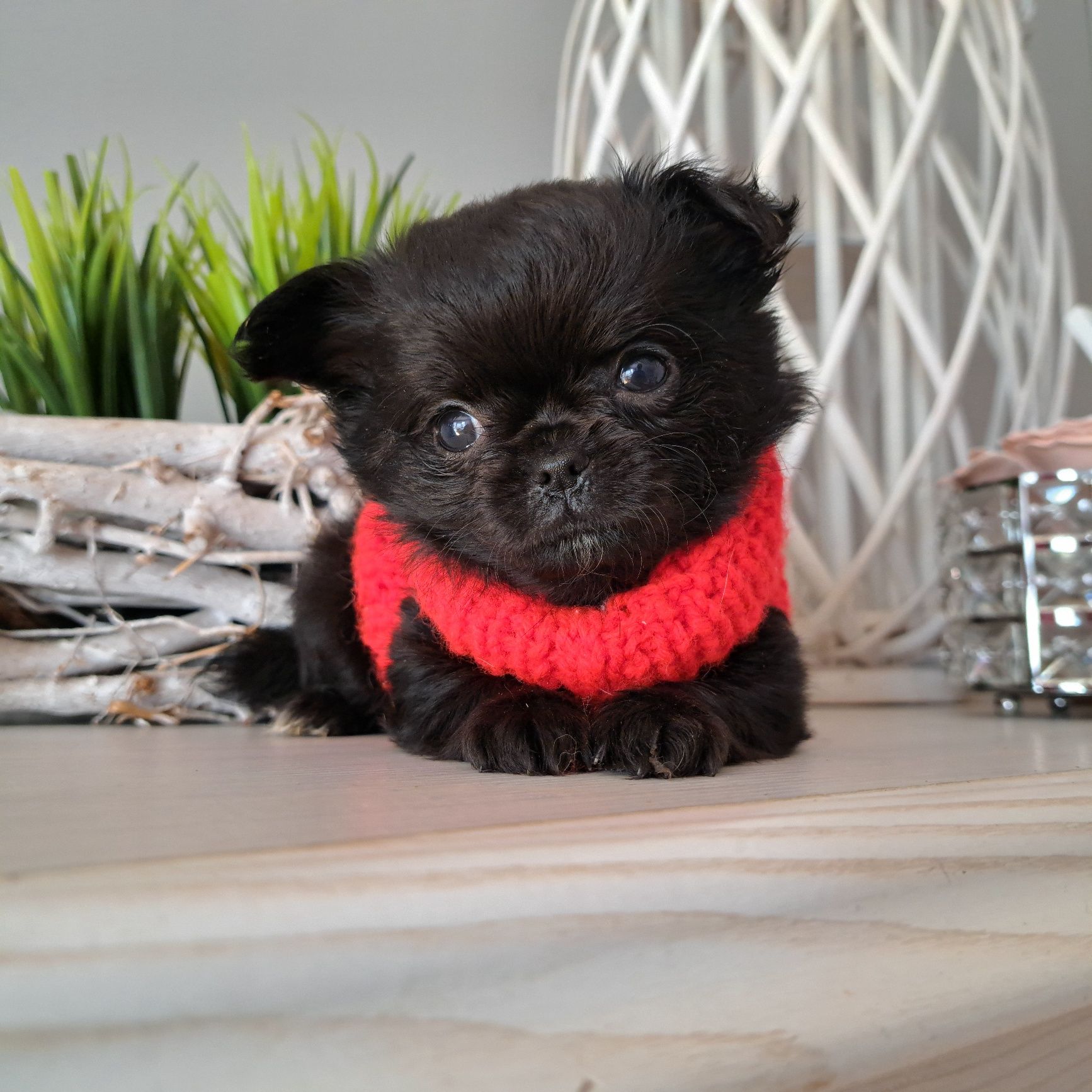 Piękny chłopiec długowłosy Chihuahua