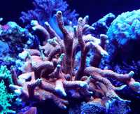 Koralowiec Montipora czerwona