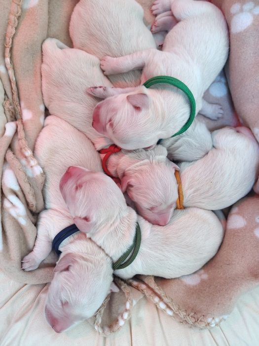 Golden Retriever suczka