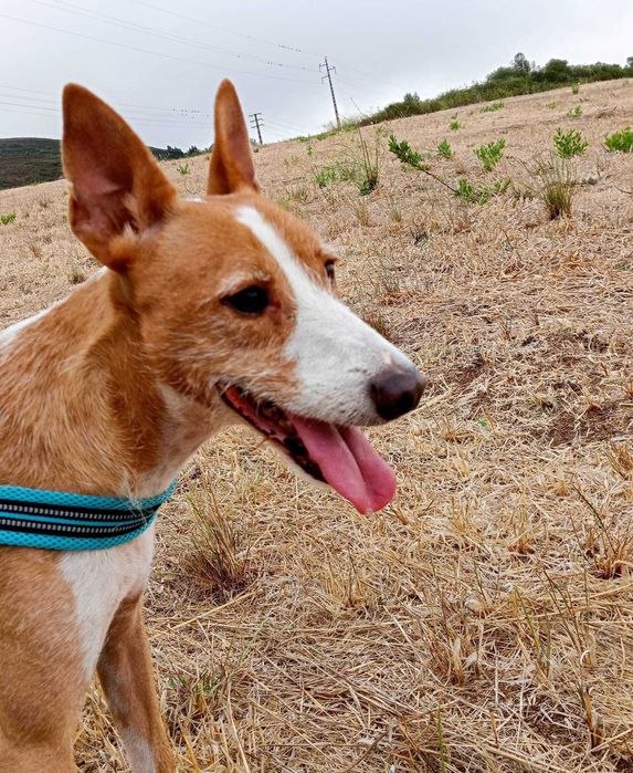 Mingo - cão médio para adoção