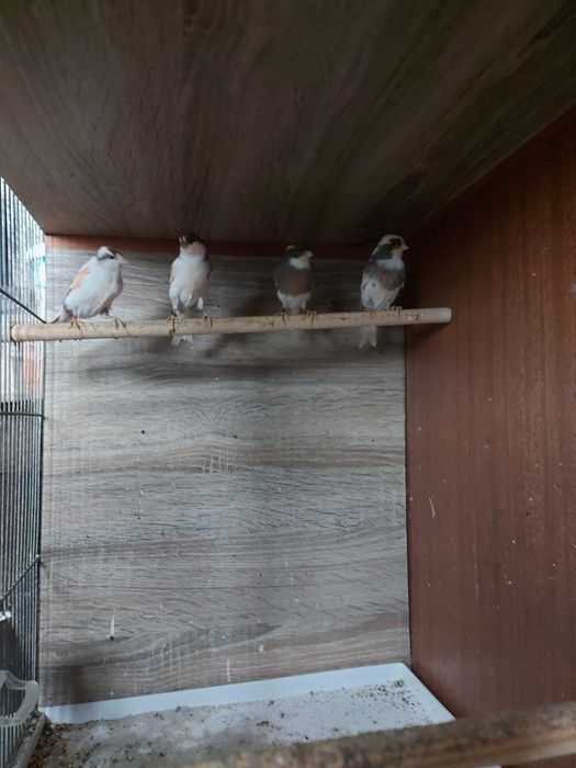 Samiczki kanarka zeszłoroczne i tegoroczne