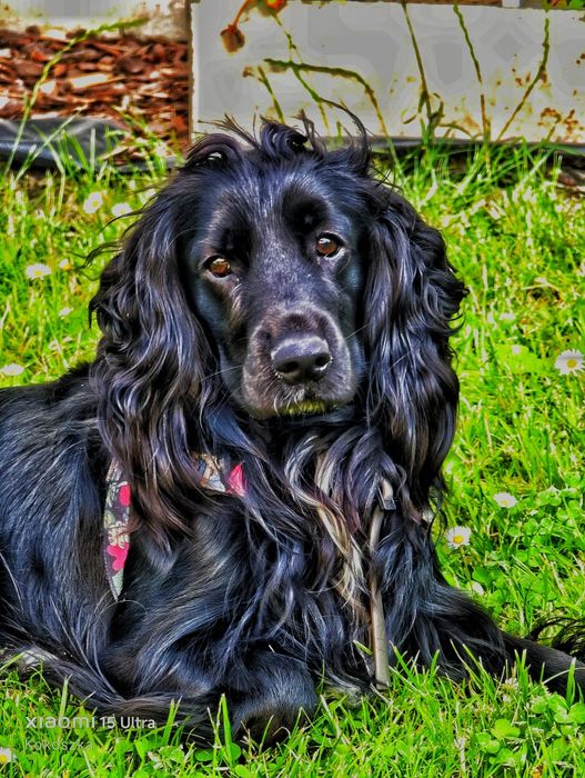 Oddam Cocker Spaniel Angielski