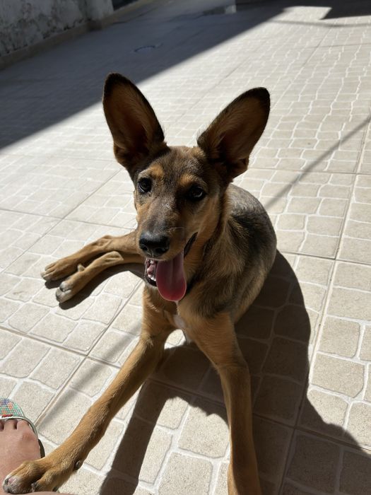 Filhote para adoção