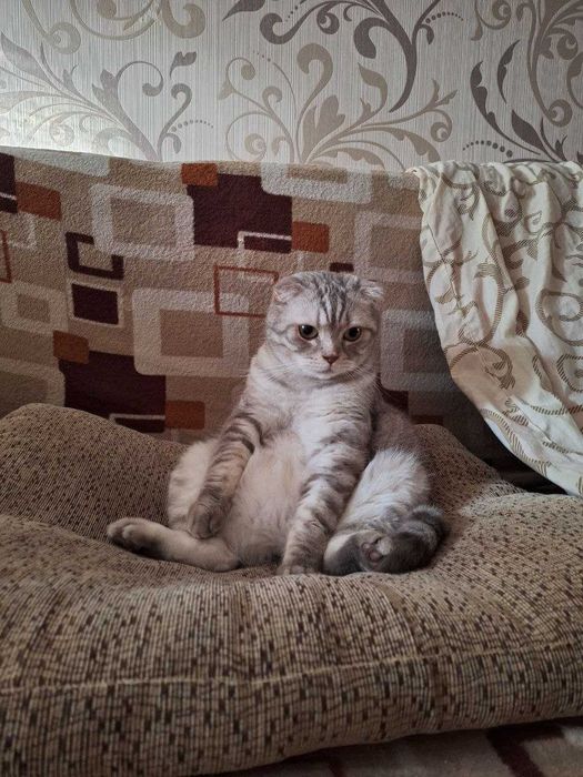 Присмотрю за кошечкой/котиком (Передержка кота)