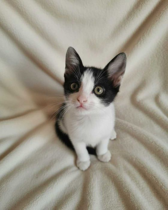 Setúbal / Margem Sul / Lisboa — ANGEL e BUBBLES, gatinhos para adoção