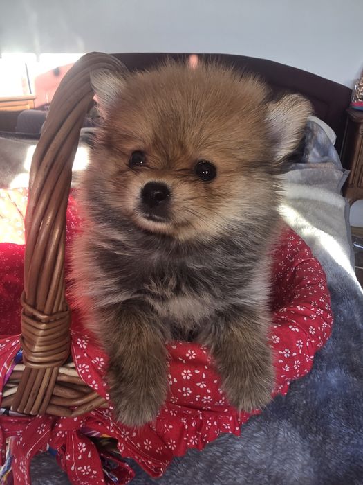 Szpic miniaturowy pomeranian