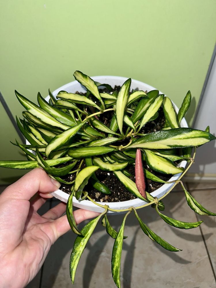 Hoya Kentiana variegata/Хоя Кентіана варієгата