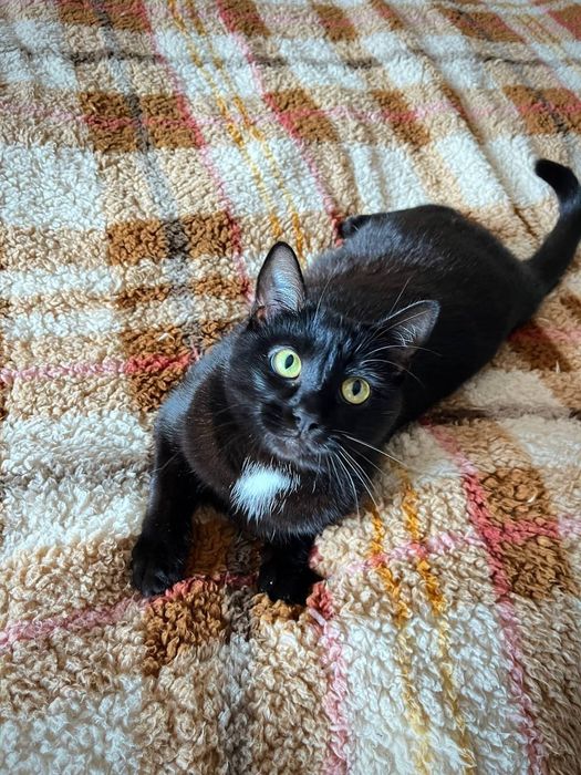 Кішечка Кіра в пошуках своєї люблячої родини!