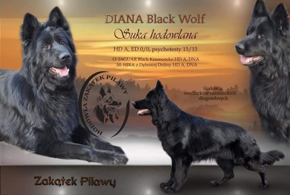 Owczarek Niemiecki długowłosy czarny