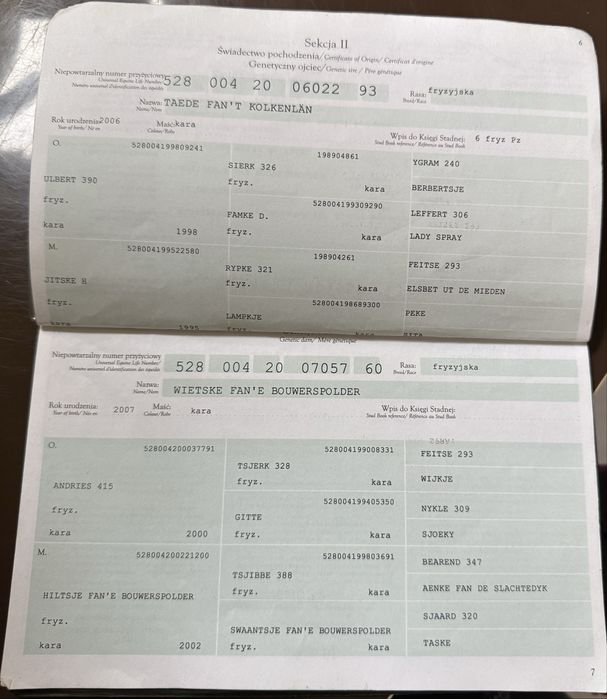 Klacz Fryzyjska ze źrebakiem