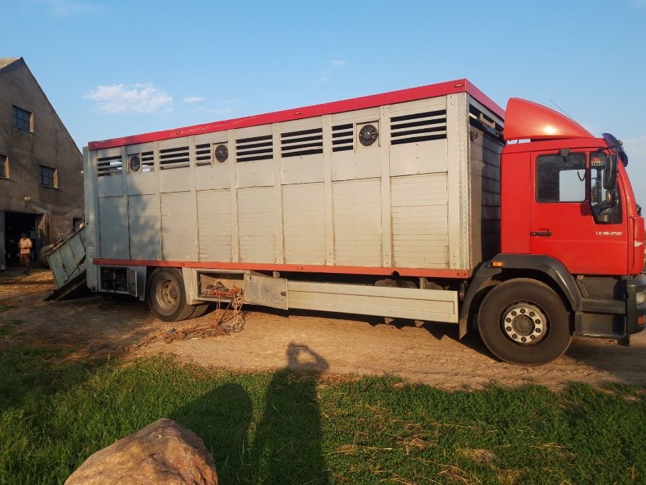 Skup i transport macior, knurów i bydła- usługowy transport zwierząt