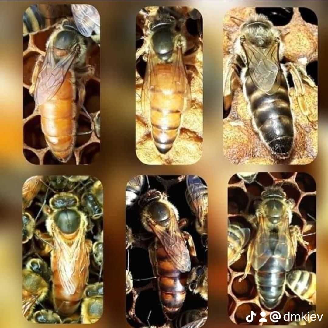 Бджоломатки Карпатка, Карніка, Бакфаст