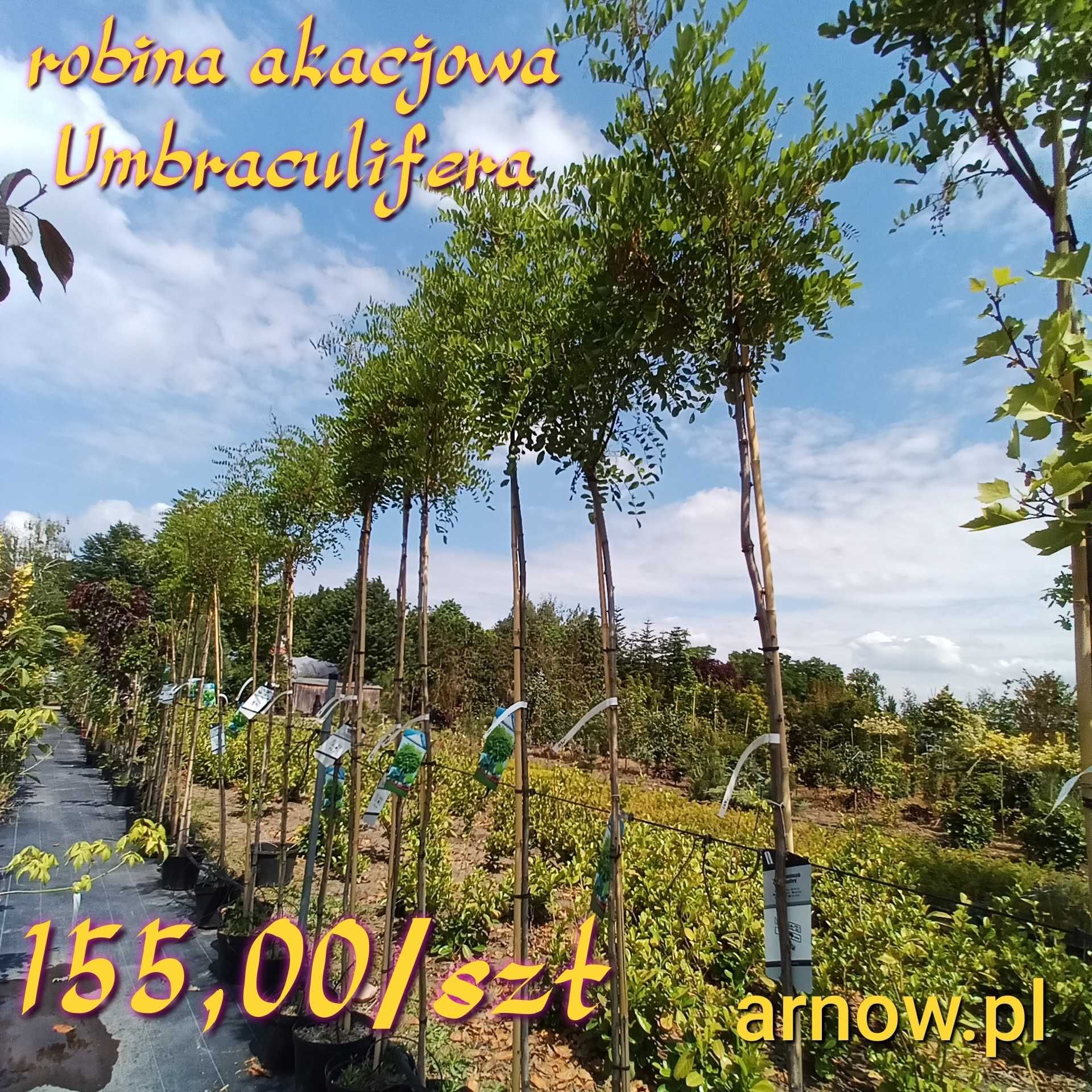 Catalpa NANA , Katalpa 180, 190, 200cm szczepiona
