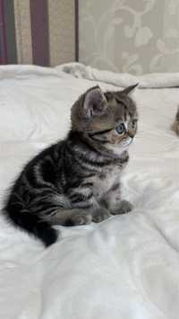 Шотландські чистокровні кошенята , scottish kittens