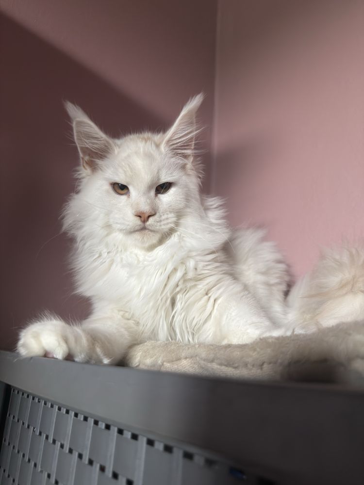 Kocurek maine coon