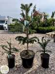 Araucaria araucana, Araukaria, 20-100cm, różne wielkości, zimozielona