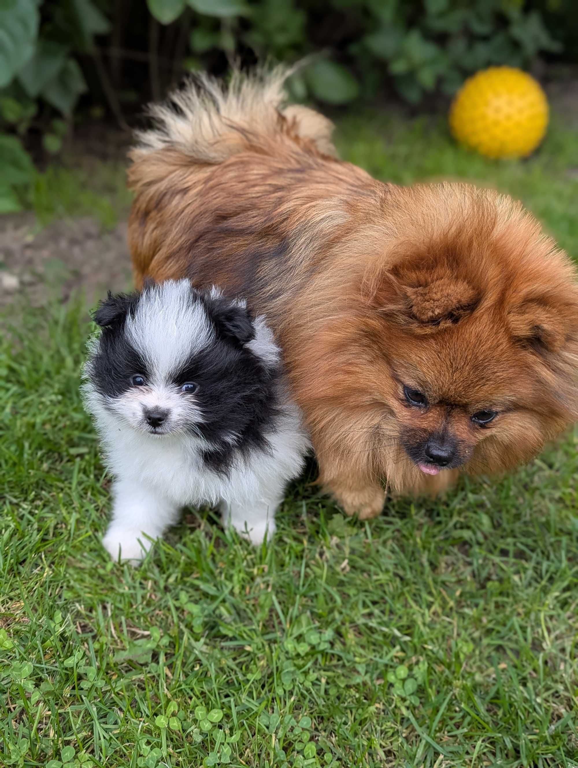 Szpic miniaturowy, pomeranian