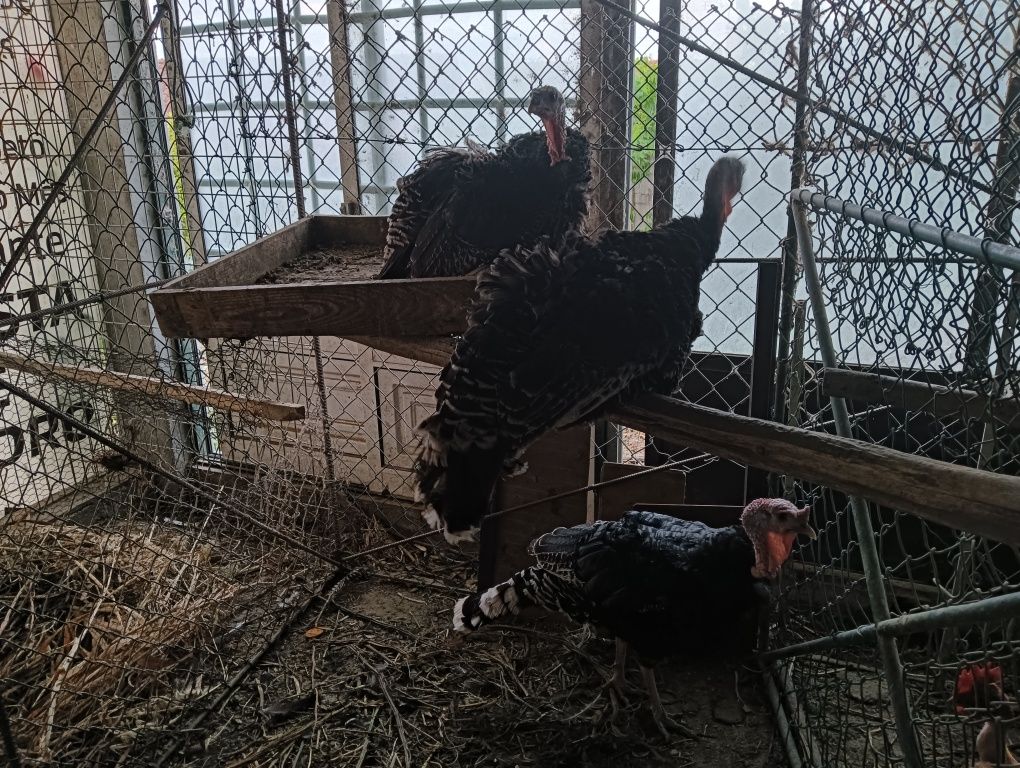 Ovos de Perú galados