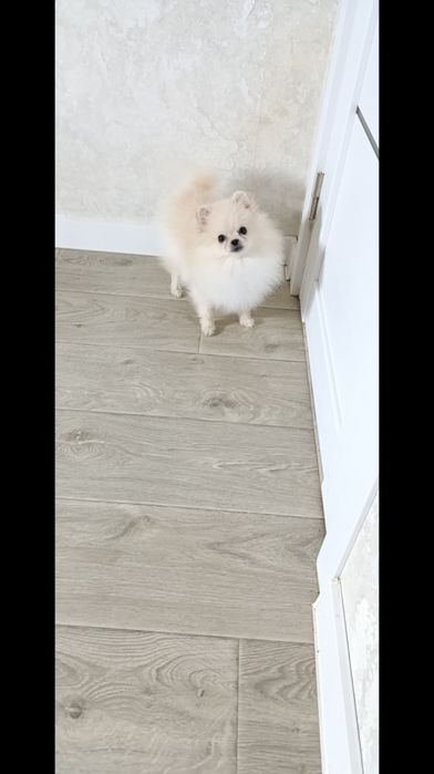 Файний хлопчик шпіц