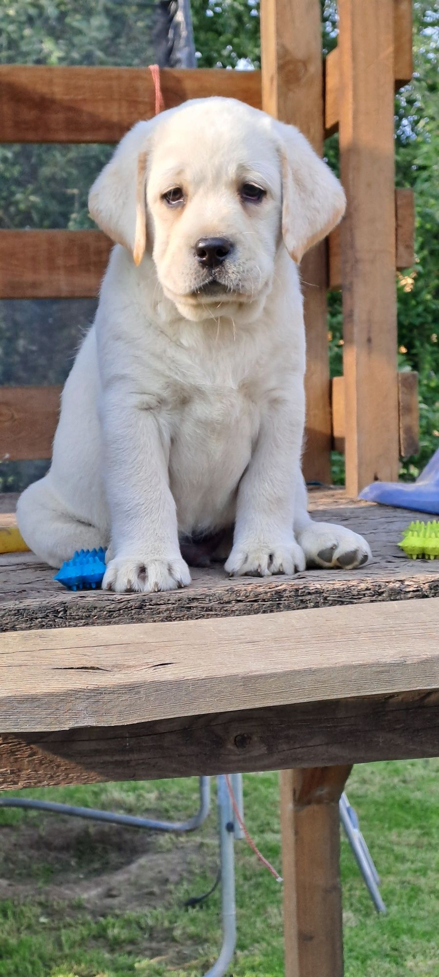 Labrador retriever samiec