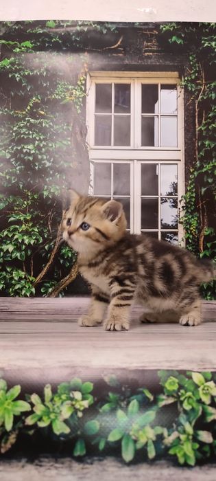 Мармуровий котик. Шотландський кіт