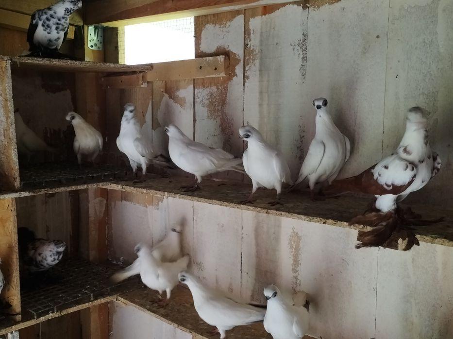 Sprzedam winerki / szeki