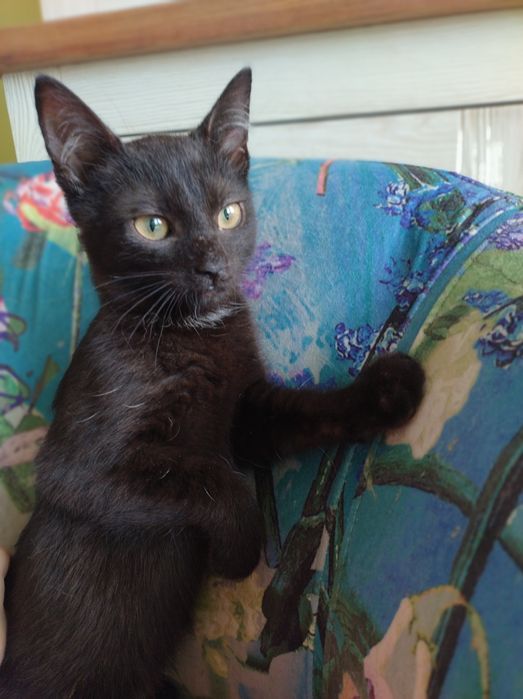 Kocie dziecko do pilnej adopcji