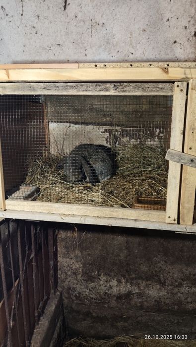 Sprzedam króliki mieszańce