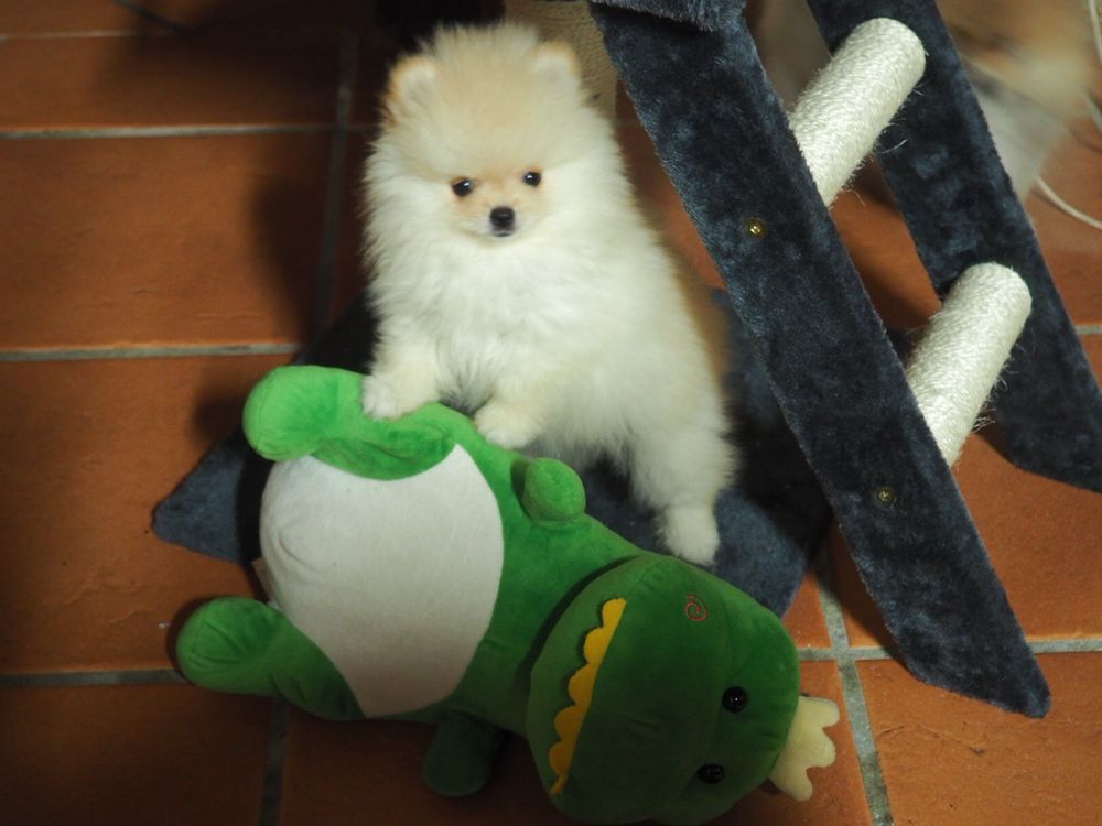 Menina com pedigree