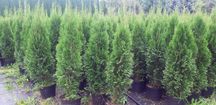 Thuje Smaragd 150 cm – z naszej produkcji, w doniczkach 10L