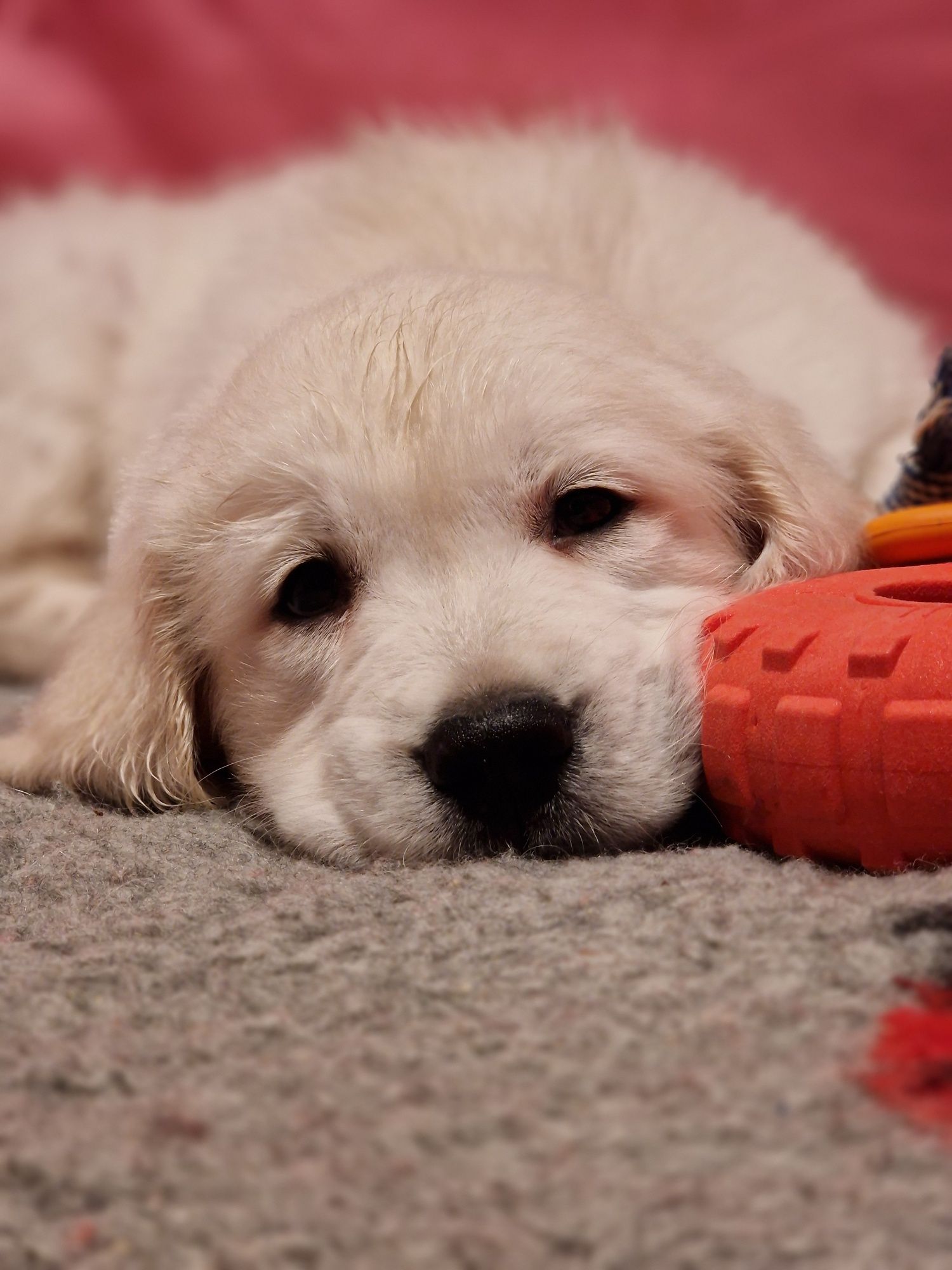 Golden retriever po championach Związek Kynologiczny w Polsce FCI