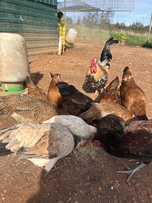 Garnizes femeas e machos