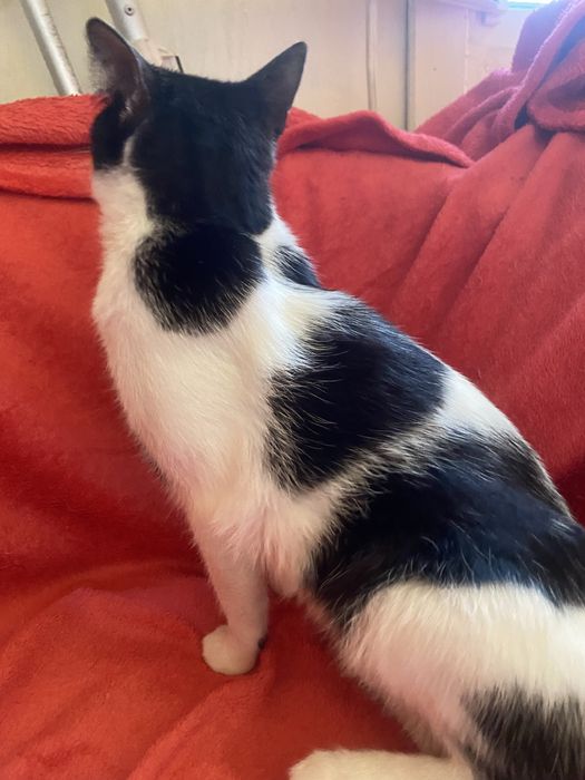 Kotek roczny do adopcji