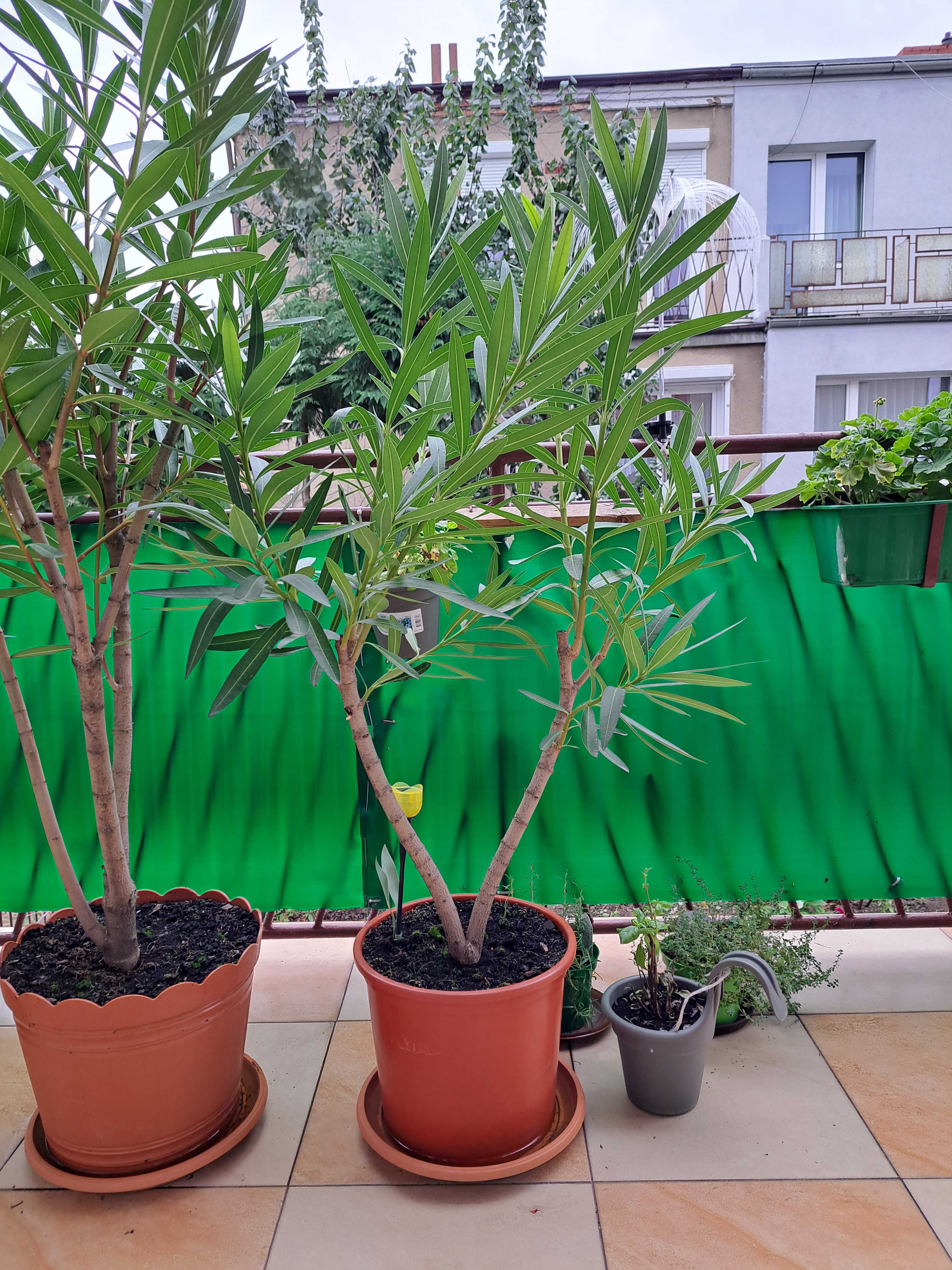 oleander posolity