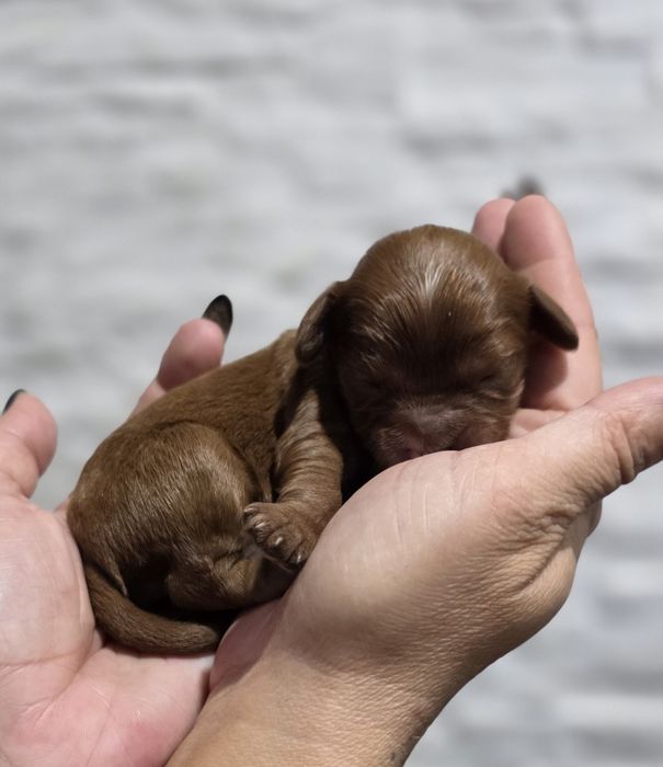 Cavapoo czekolada badania-  do rezerwacji