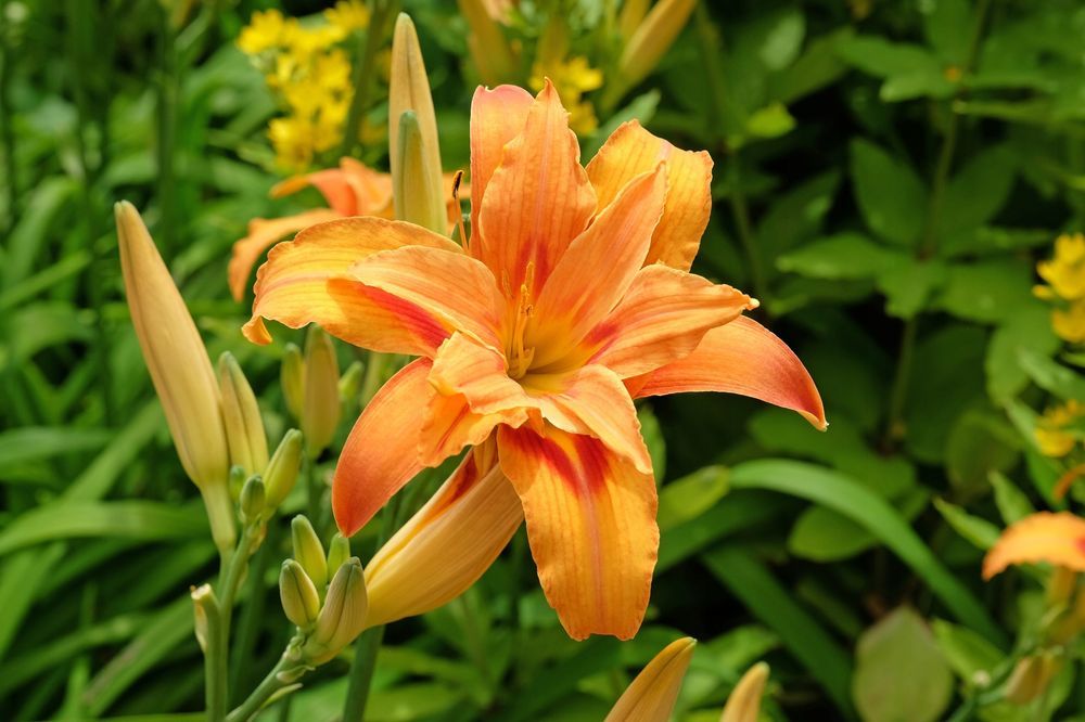 Liliowiec rdzawy 'Kwanso' Pomarańczowy 2.5L (Hemerocallis fulva)