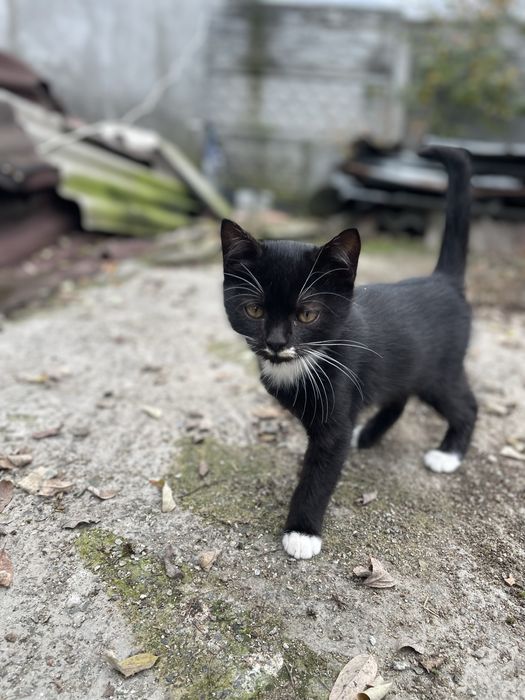 Котики в добрі руки.