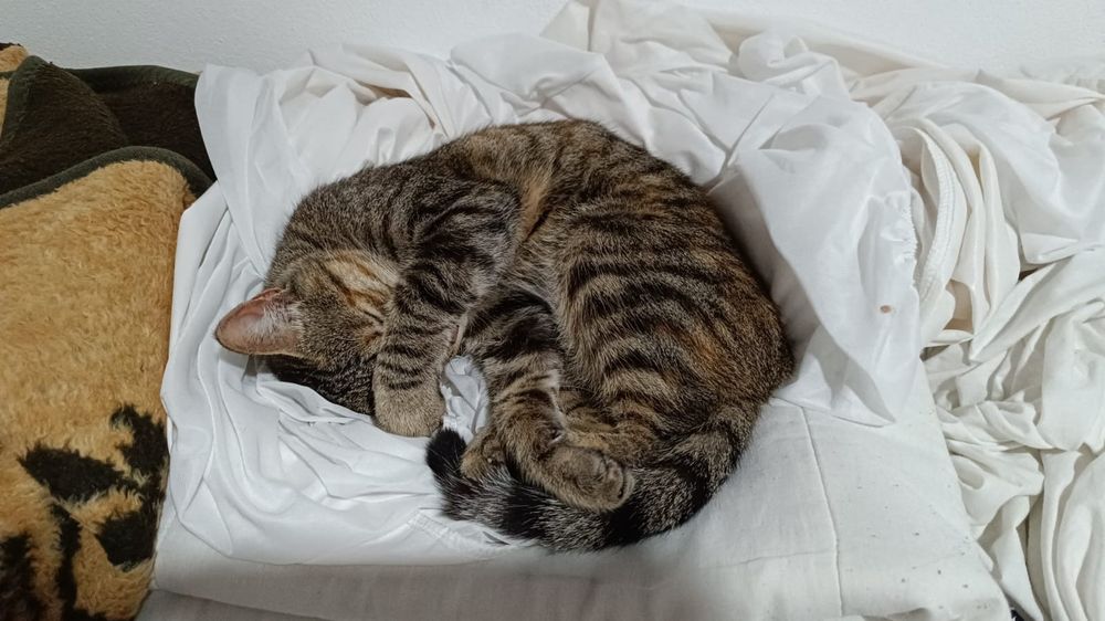 Adoção Responsável