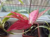Aglaonema cherry baby red różowa pink doniczka