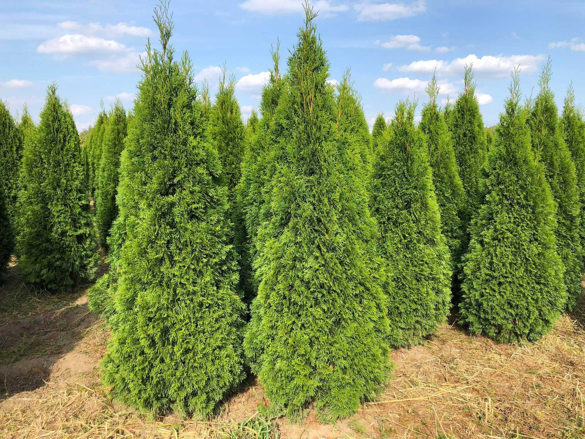 Tuja szmaragd, tuje od 80 do 250 cm! Thuja brabant do 270!