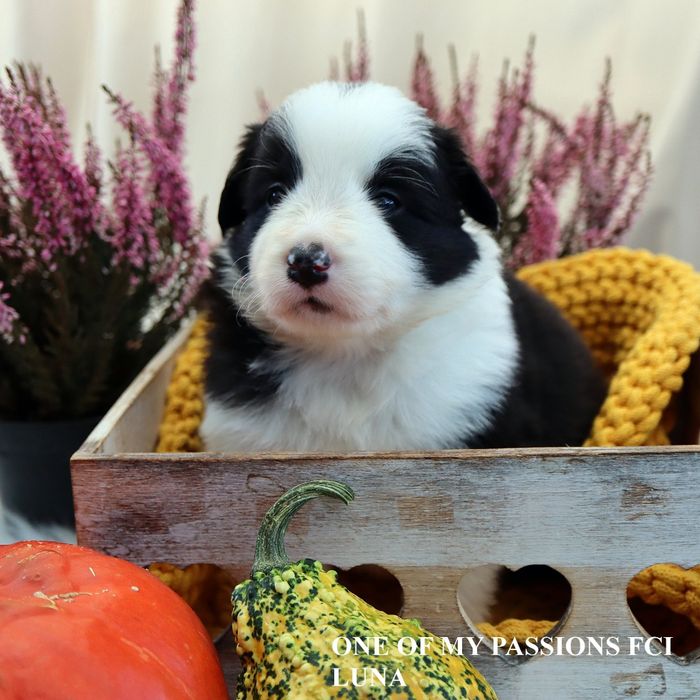 Border Collie ZKwP FCI dziewczyna