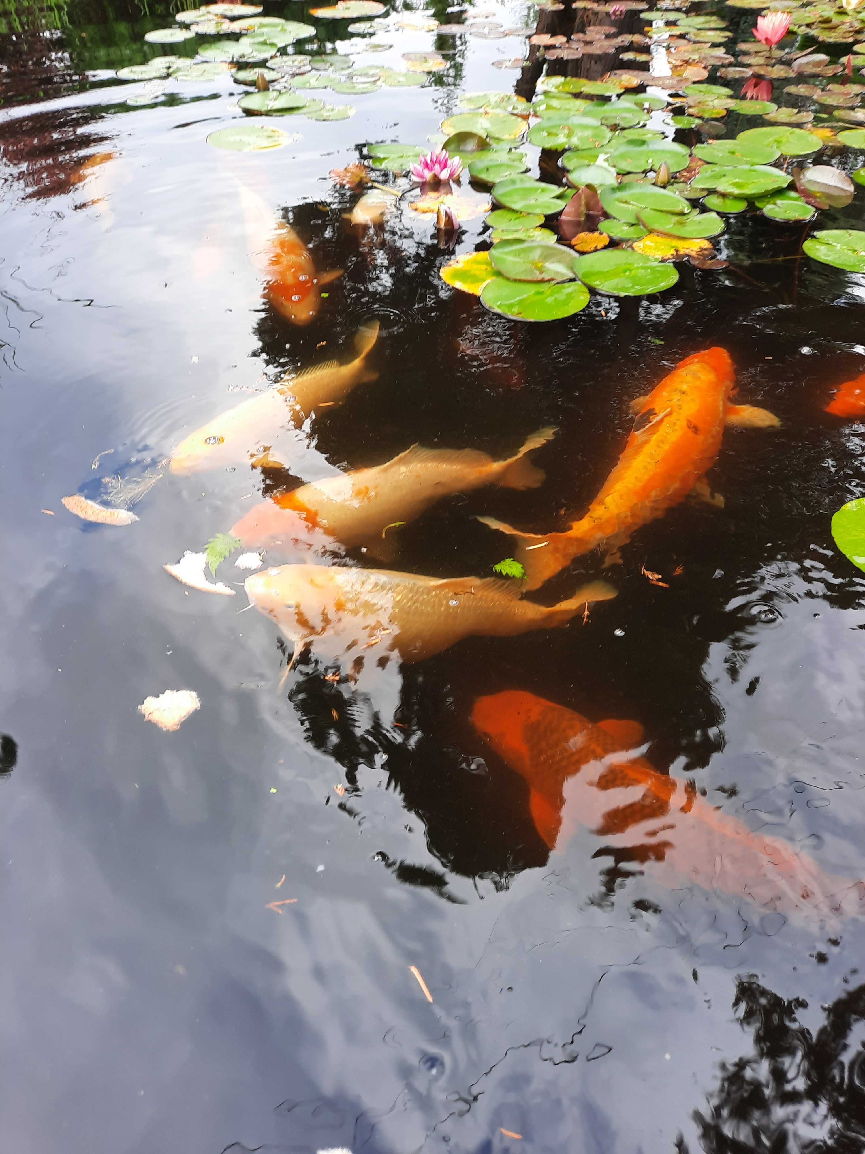 Karpie koi 50 cm