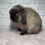 Samiec Mini Lop import Anglia CMS RABBITS