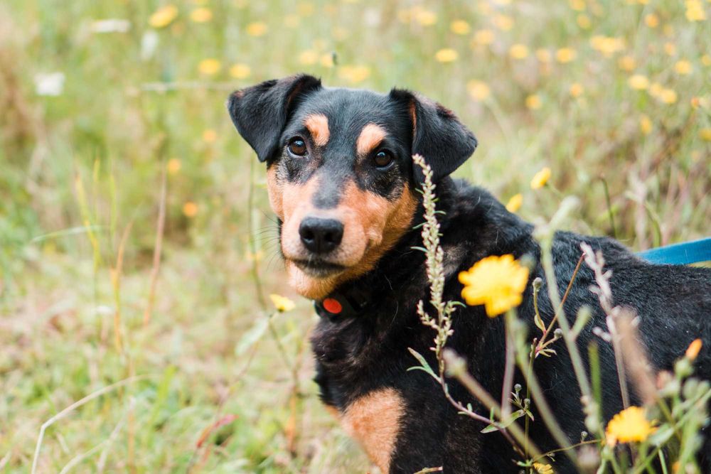 7 letni Diner do adopcji!